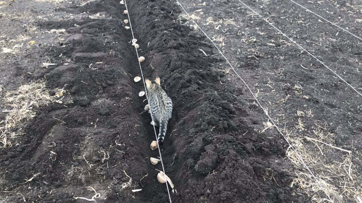 Got a few more potatoes planted today.