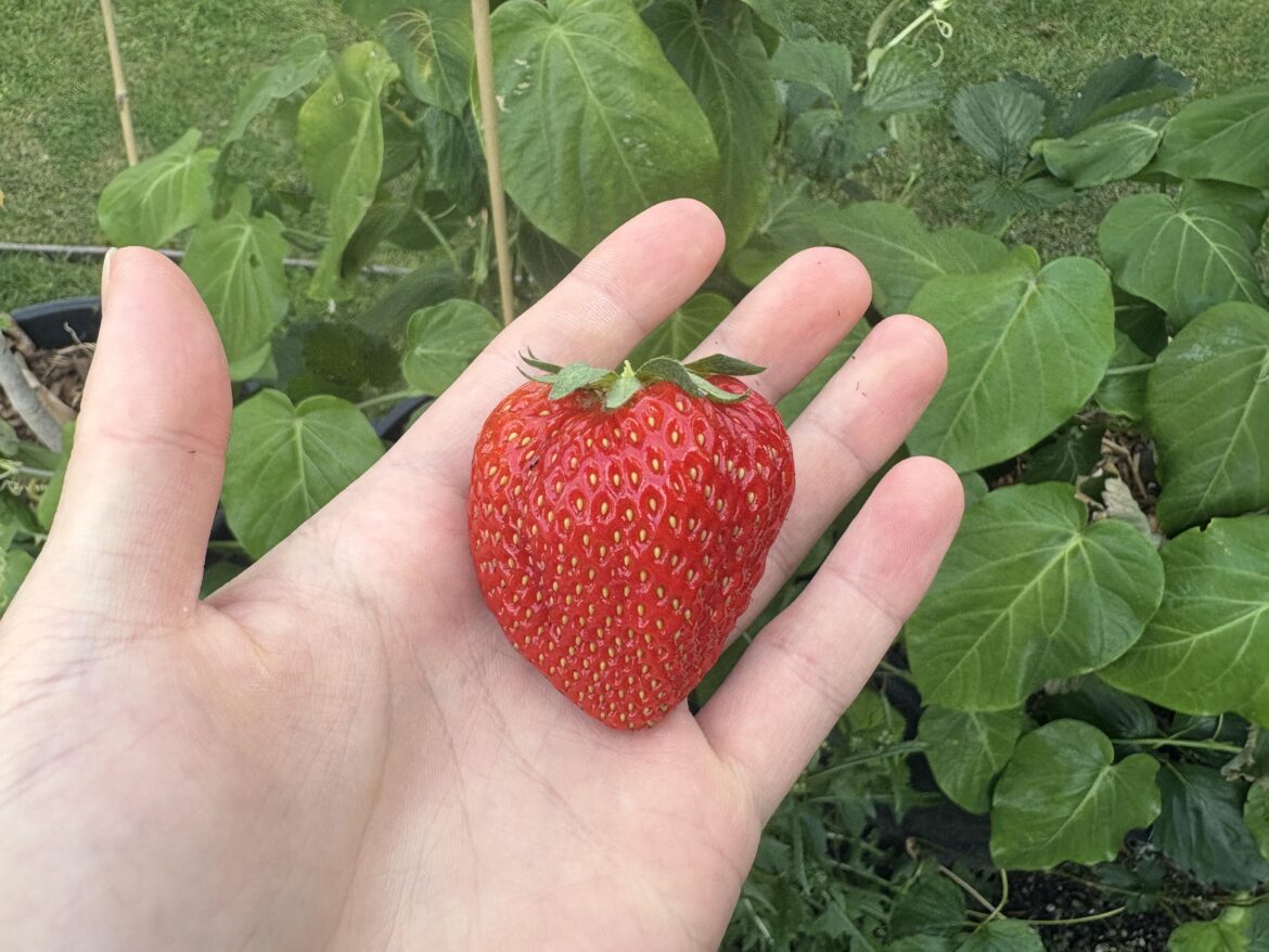 Grew this nice strawberry