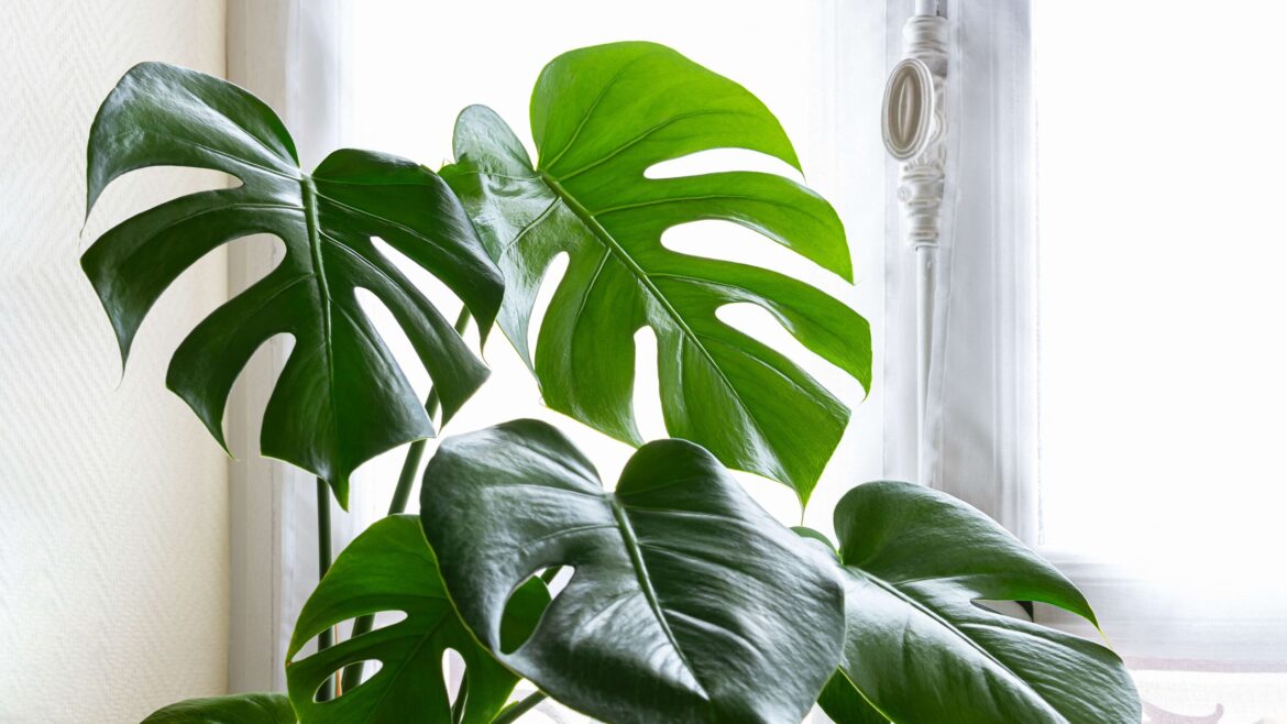 9 houseplant "care" habits that are killing your plants