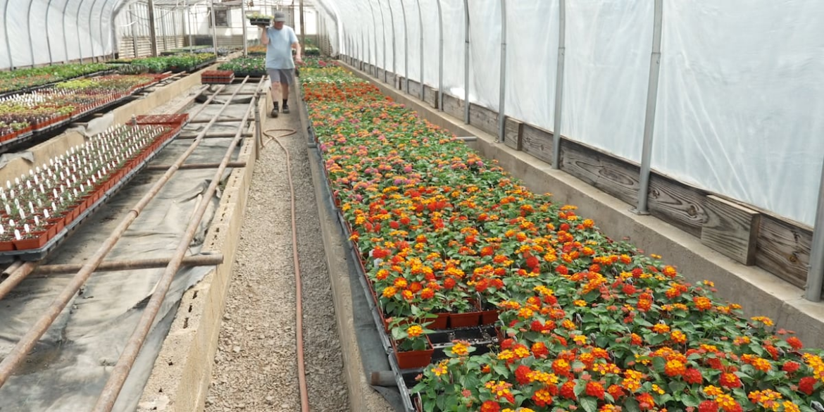 Drought challenges gardeners as temperatures hit 90 degrees this week Drought challenges gardeners as temperatures hit 90 degrees this week