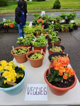 Haddam Garden Club Annual Plant Sale May 9th Haddam Garden Club Annual Plant Sale May 9th