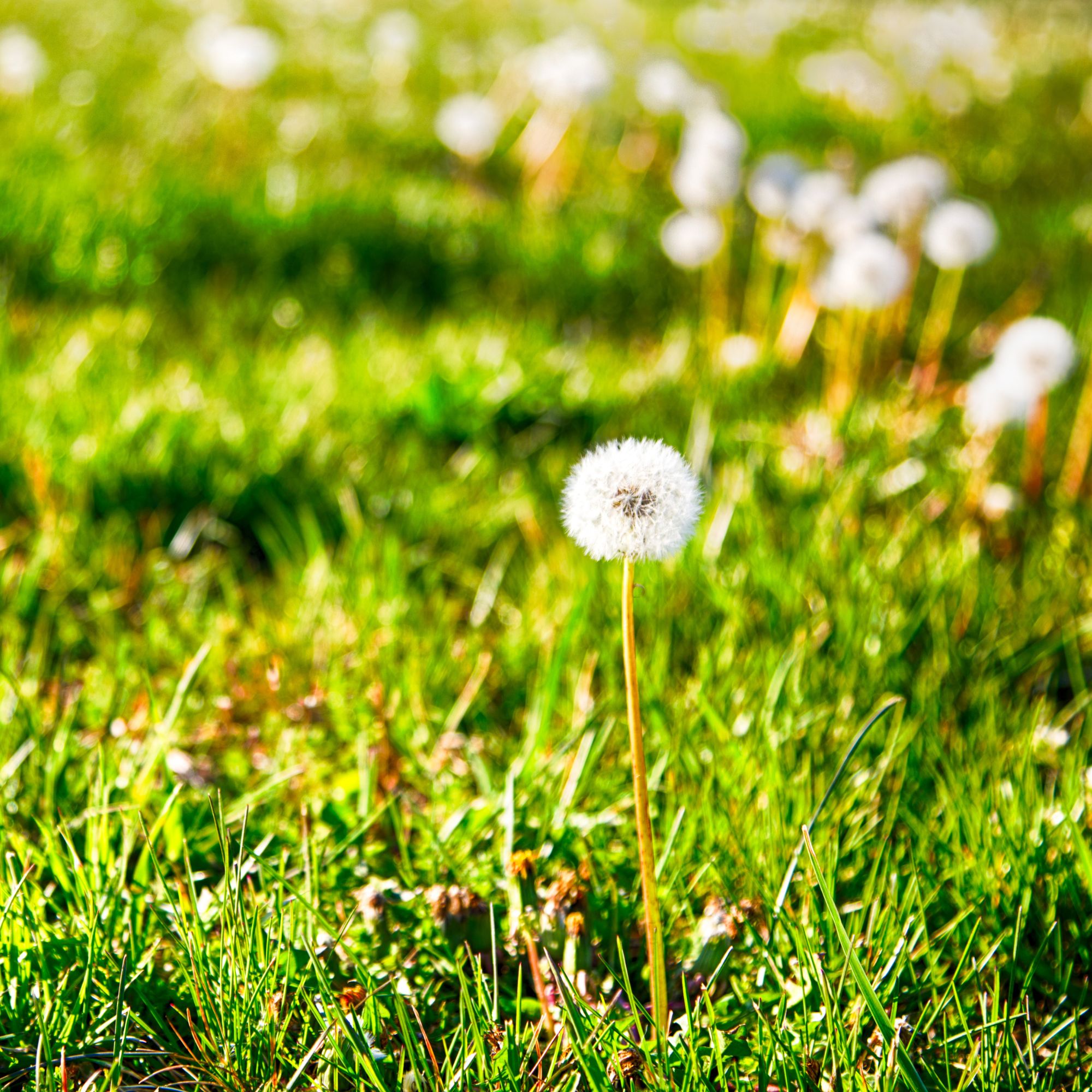 Dandelion clocks