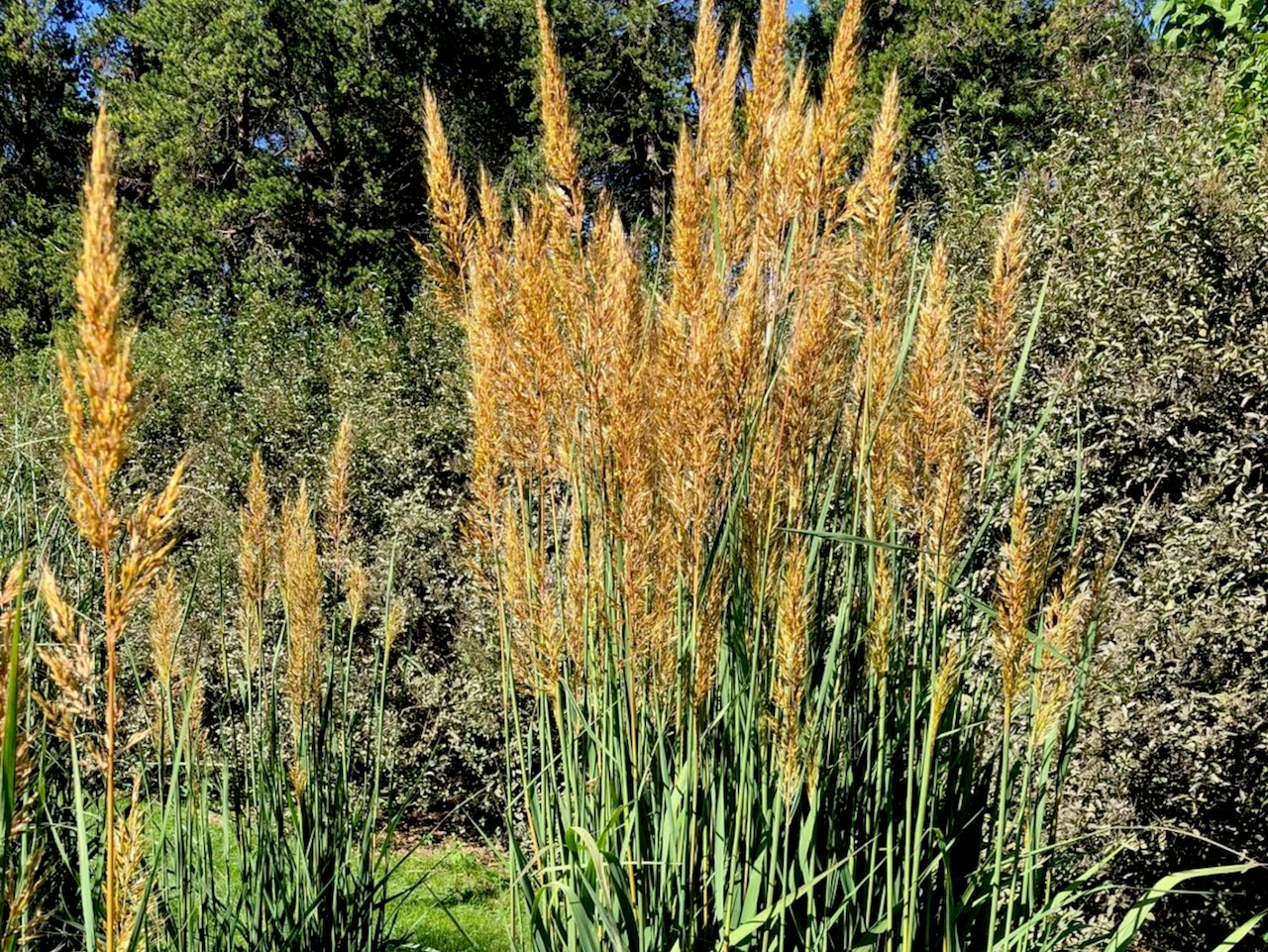Indian grass Golden Sunset