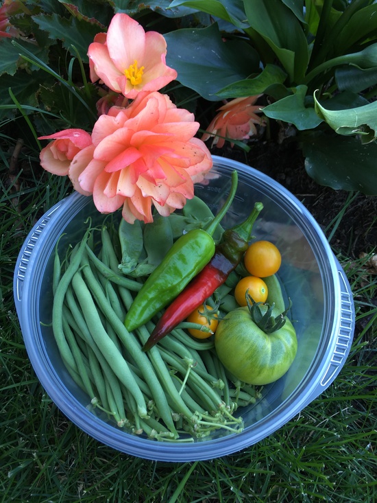Harvestjuly.JPG