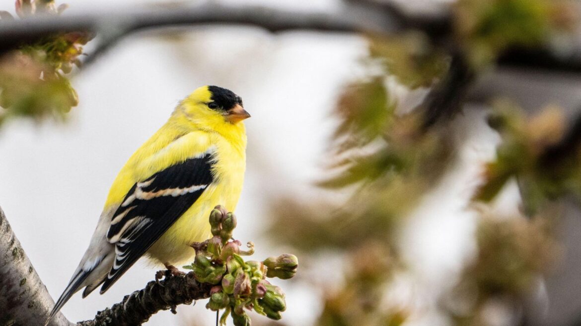 5 Simple Strategies to Create an Idyllic Garden For American Goldfinches Male American Goldfinch perched in a tree in a park