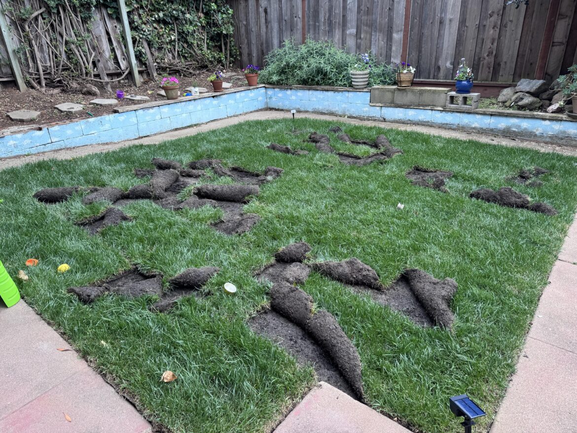 Help! Raccoons are ruining my sod