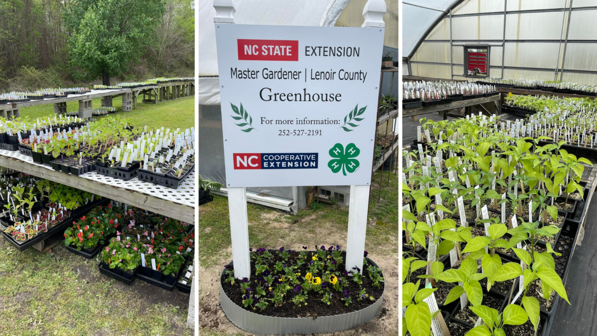 Lenoir County Master Gardeners expand annual plant sale to two days — Neuse News Lenoir County Master Gardeners expand annual plant sale to two days — Neuse News