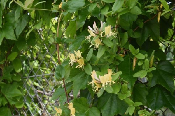 Wildlife Words: Gardening tips for April Wildlife Words: Gardening tips for April