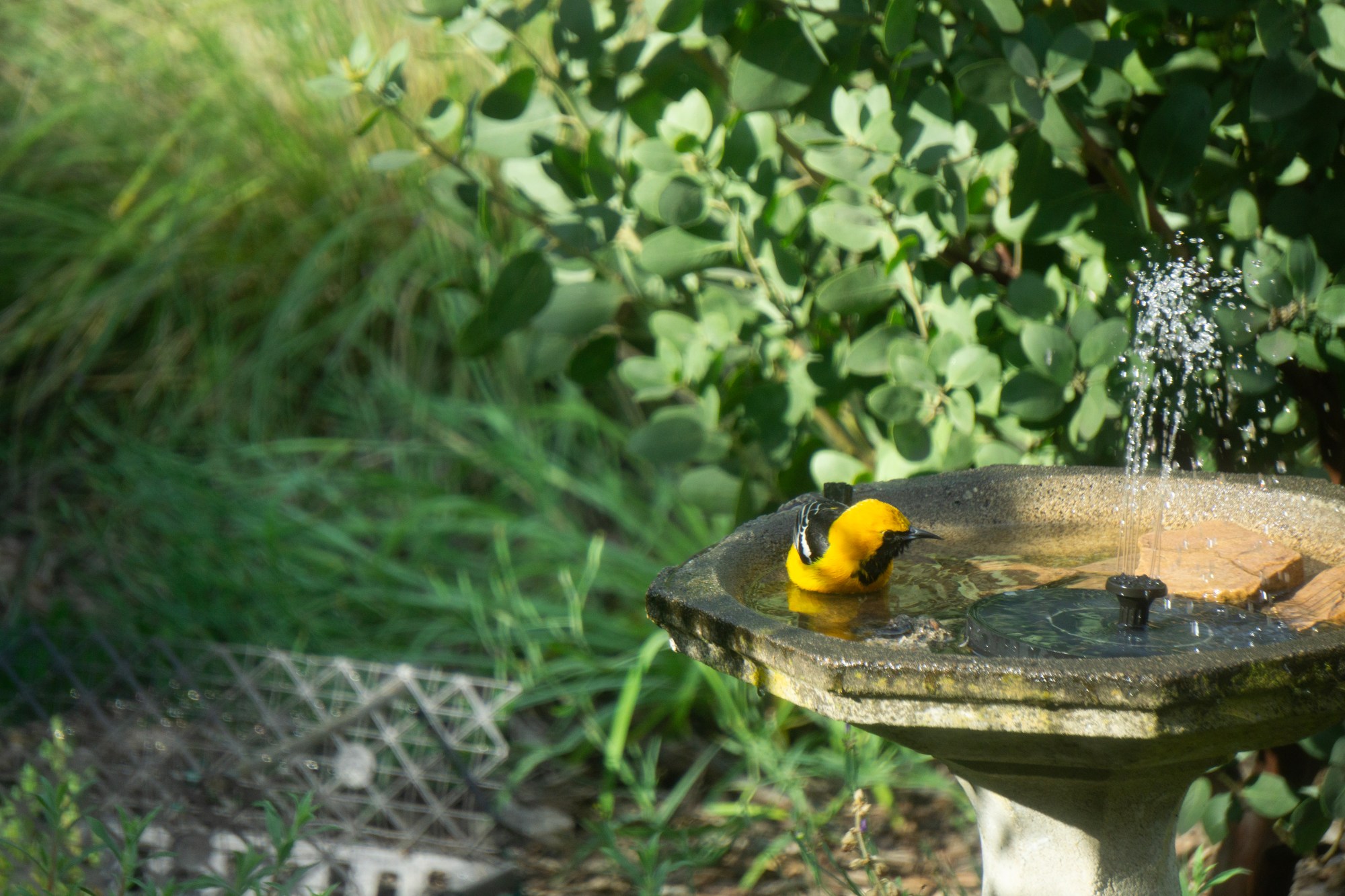 bird bath