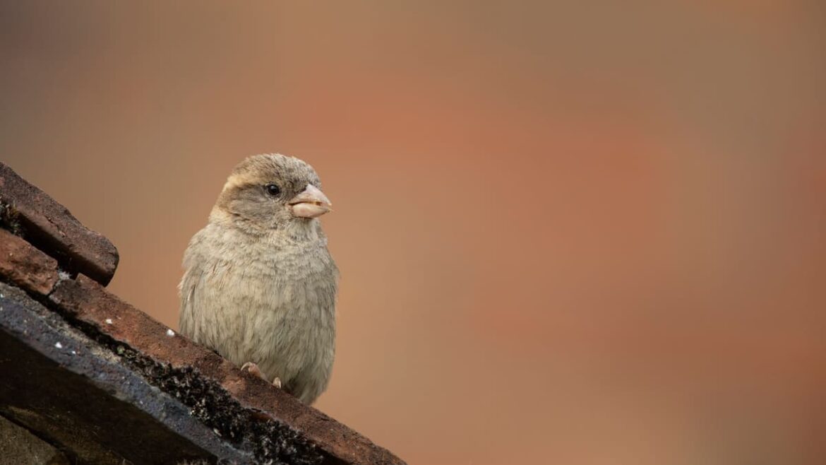 RSPB 'Big Garden Birdwatch' 2026 results are in for Somerset