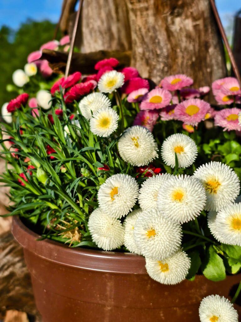 How beautiful it is - my daisies are finally blooming!