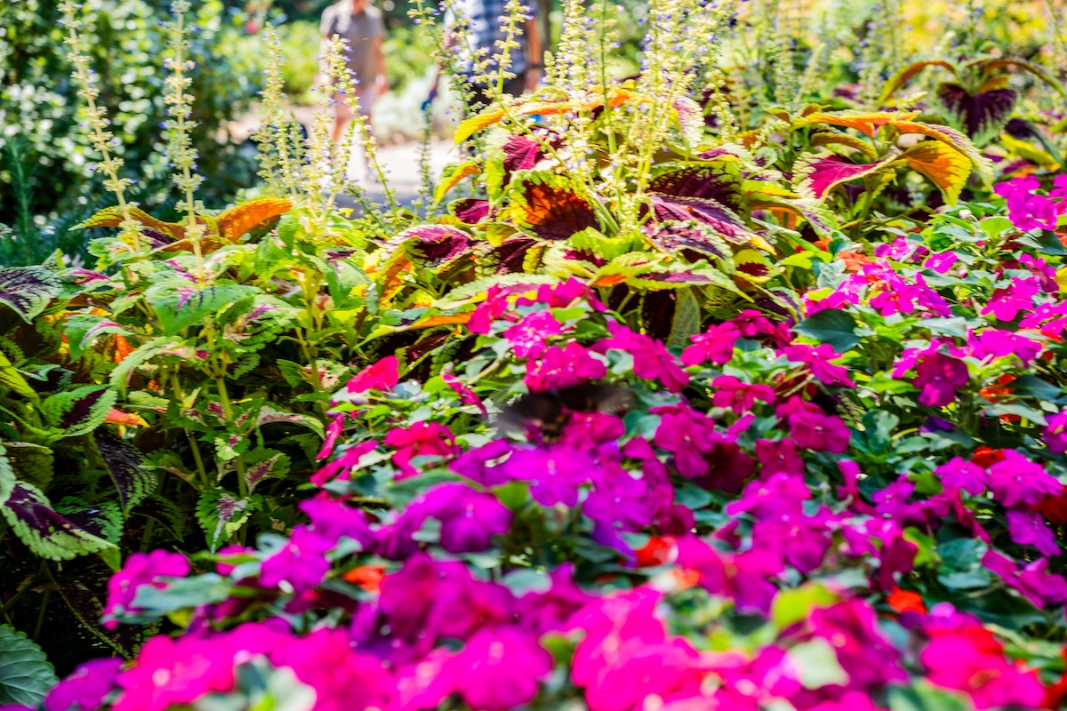 Flowering plants of late summer/early fall at Huntsville Botanical Garden in Huntsville, Alabama