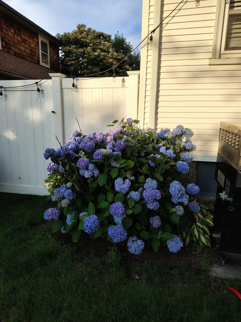 Hydrangea