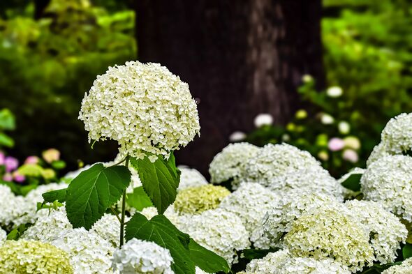 A detailed view of a large, spherical white hydrangea blossom surrounded by other flowers and green foliage, creating a natural A detailed view of a large, spherical white hydrangea blossom surrounded by other flowers and green foliage, creating a natural