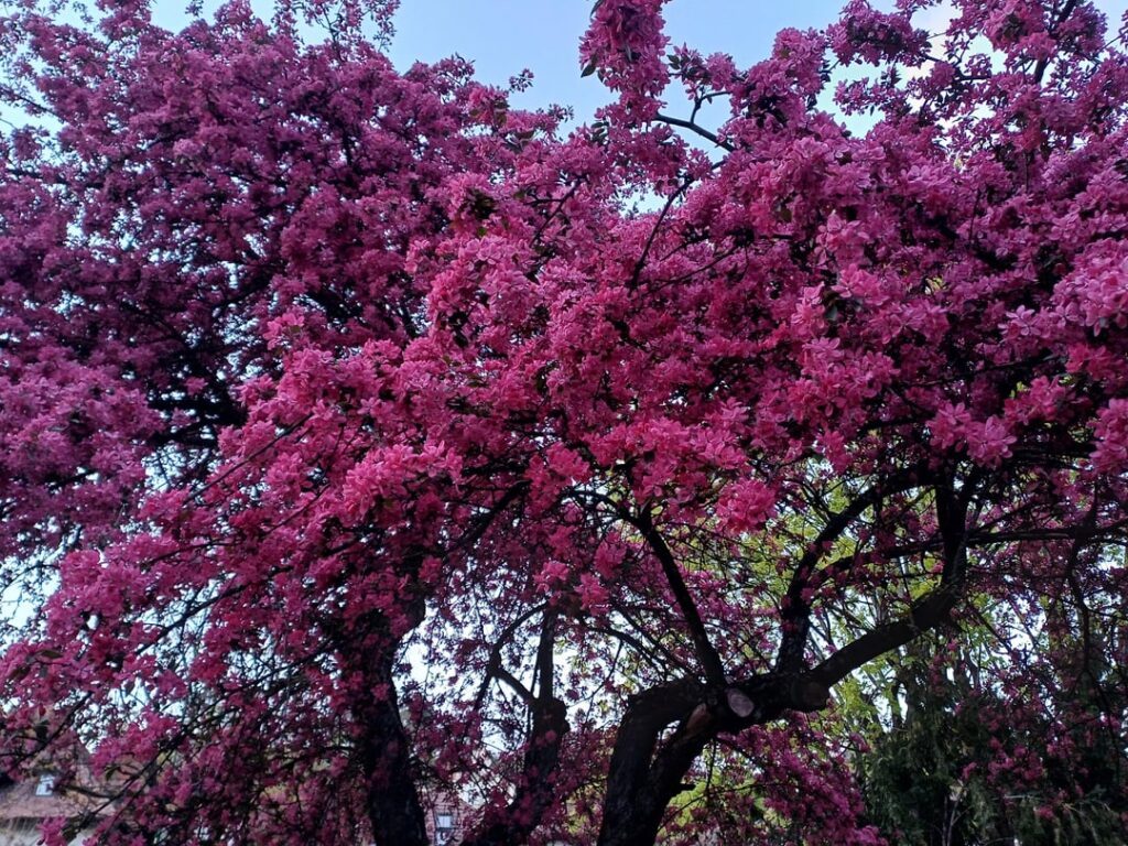 I don't know what this is, but it's gorgeous