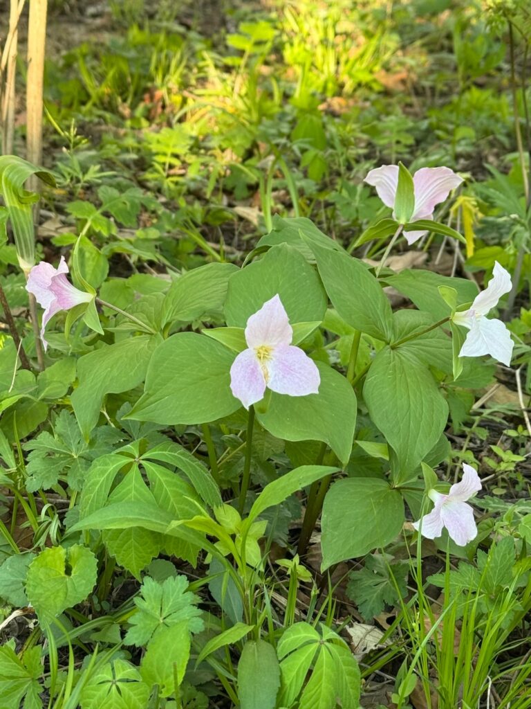 I love seeing these beautiful trilliums bloom every year