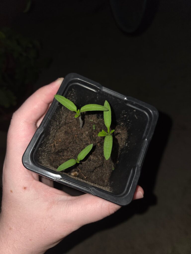 I made a post here a bit ago, and people told me these were tomatoes