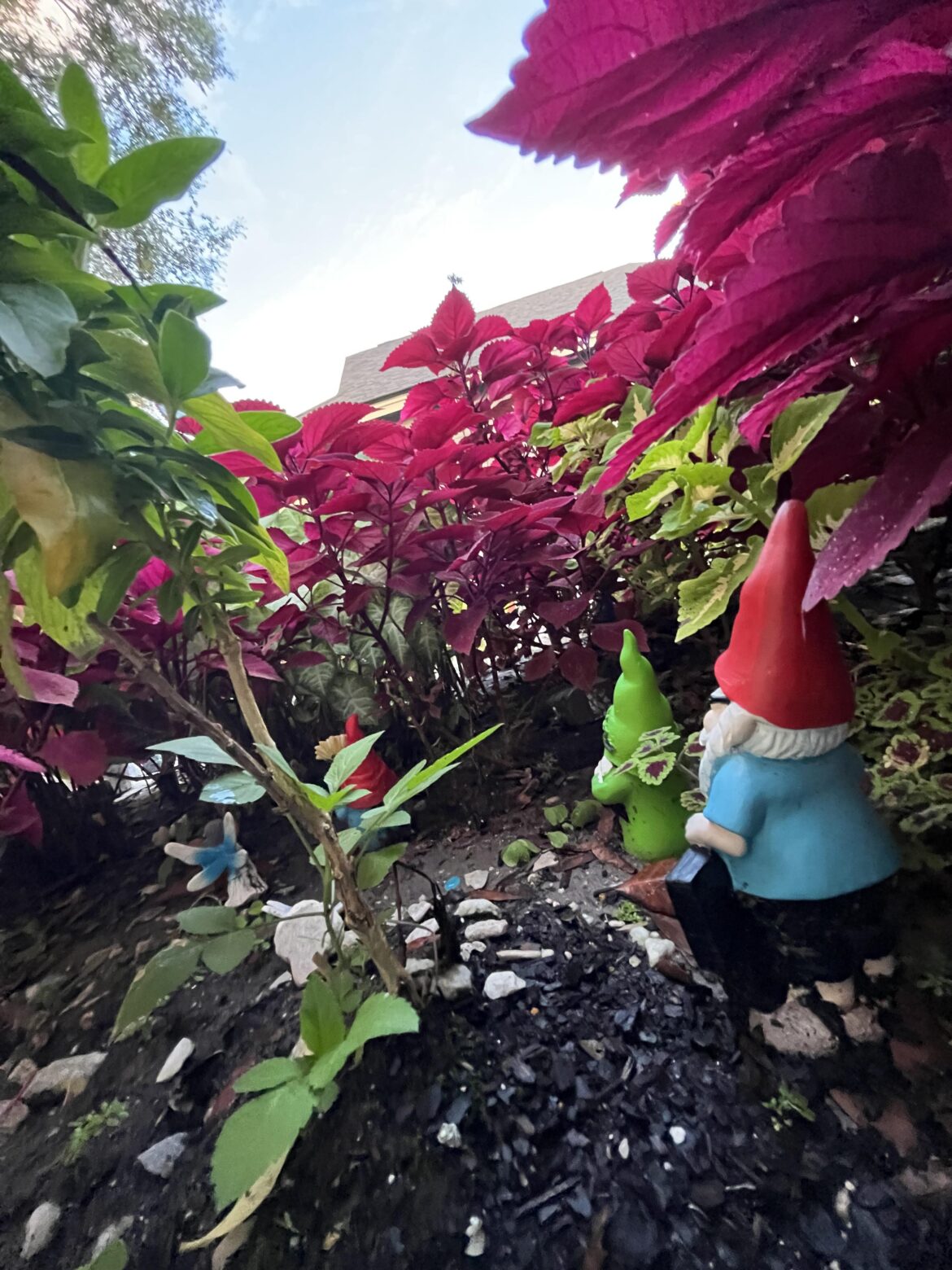 I wish I could shrink down and walk around my garden 🧚‍♀️