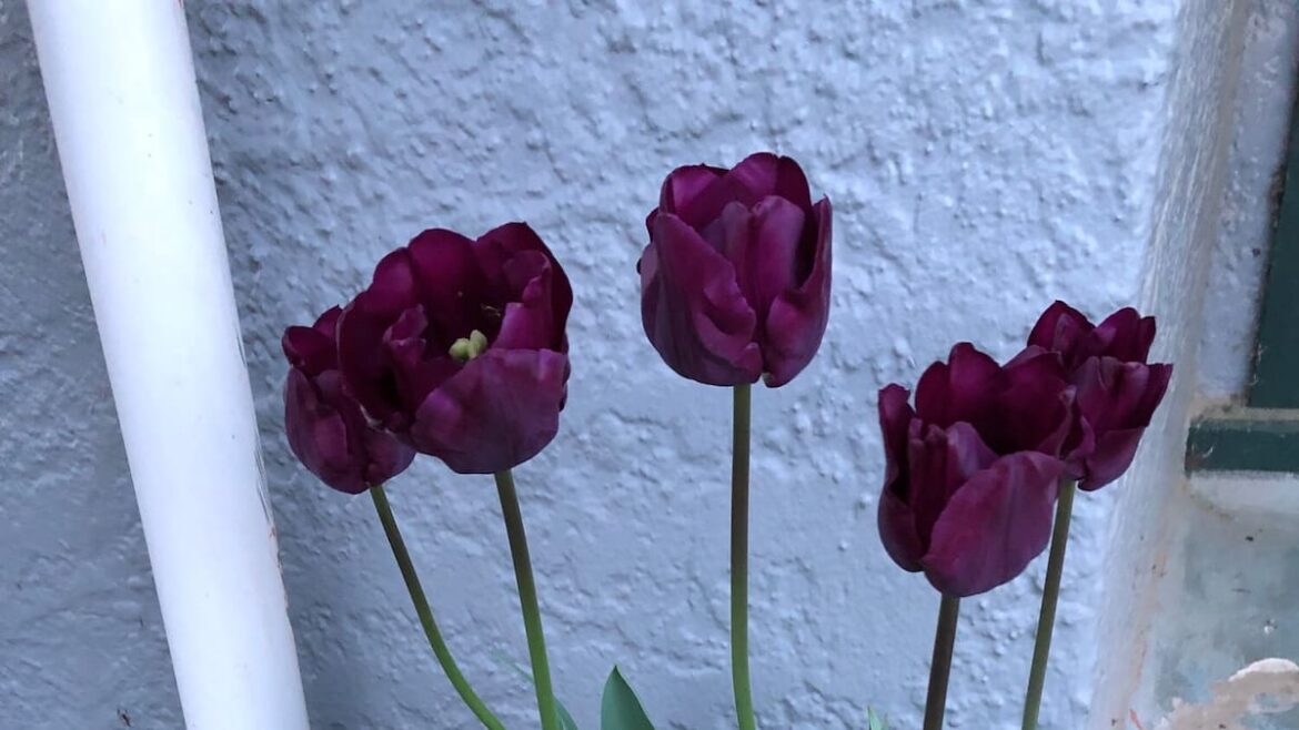 Gardening: Time to plant tulips – Gareth Carter Gardening: Time to plant tulips – Gareth Carter