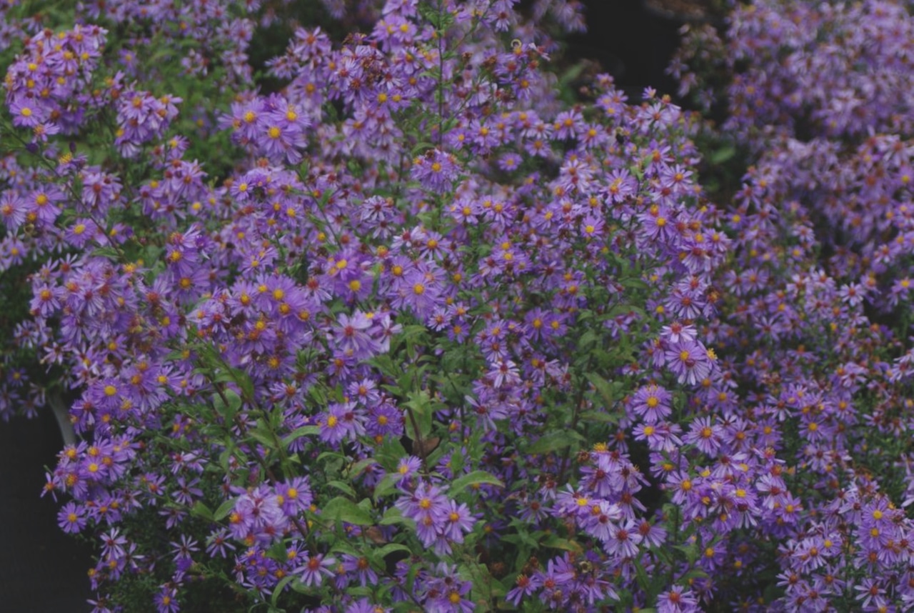 Aster 'Bluebird'