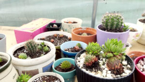 Plants at emmaus Liverpool by Lucy Ellison MAJ
