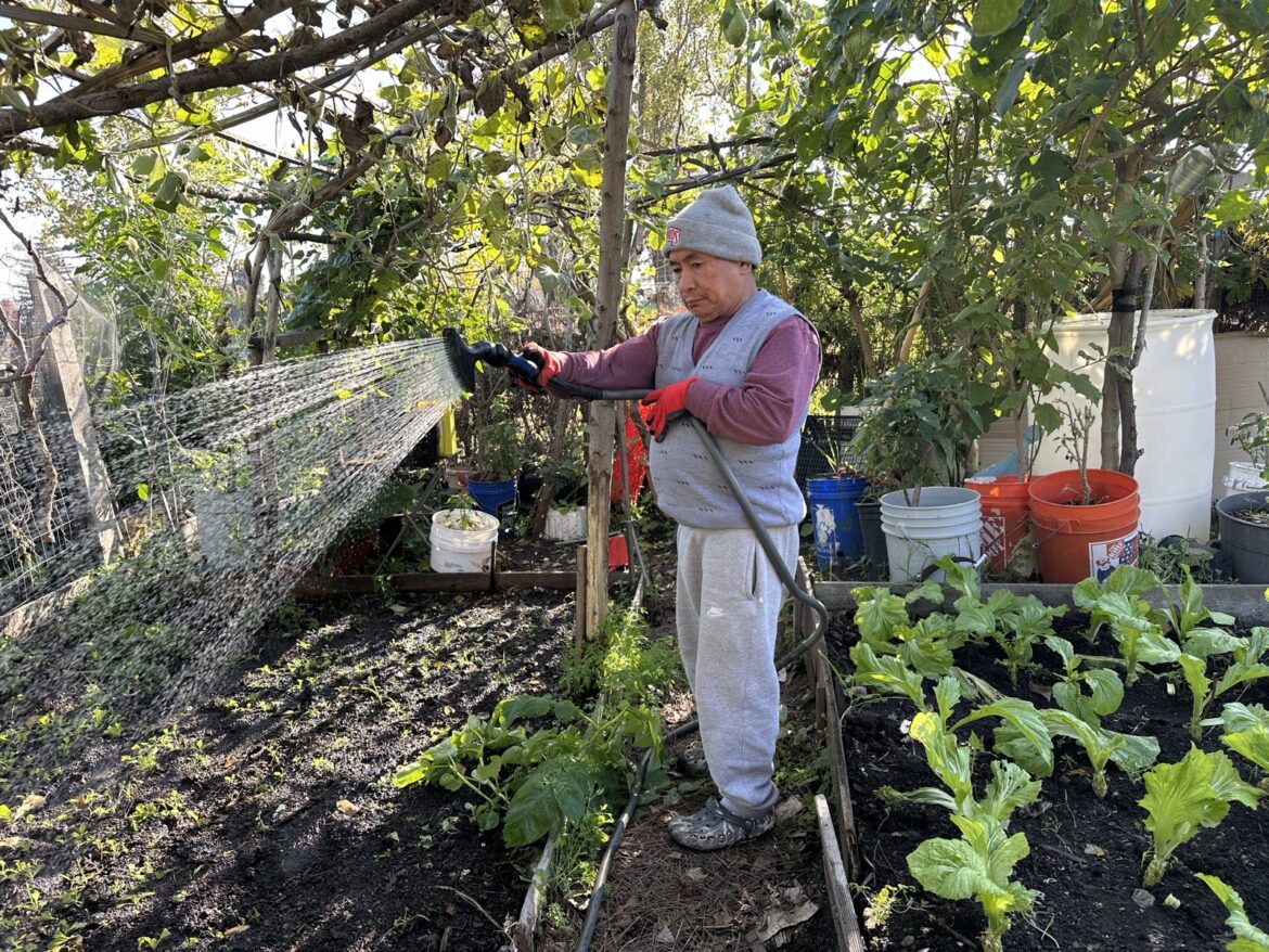 Laney College’s garden has a history of collaboration with Oakland’s immigrant communities – The Citizen