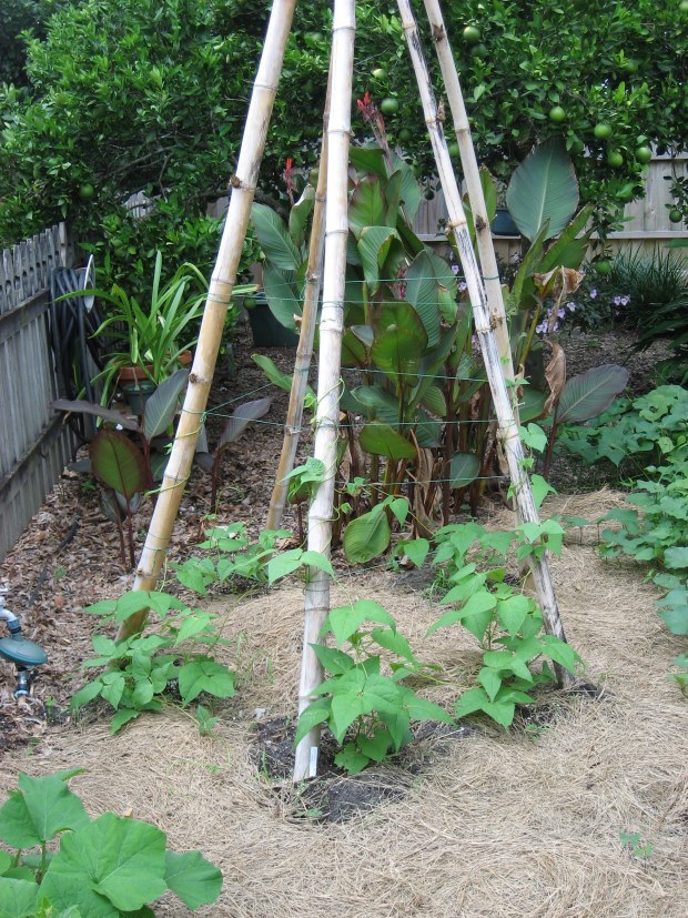 Bamboo or other wooden stakes found at garden centers or lumberyards are useful for making a tepee or similar structure to conserve space and send vining bean plants up a rope grid. (Courtesy of Tom MacCubbin)