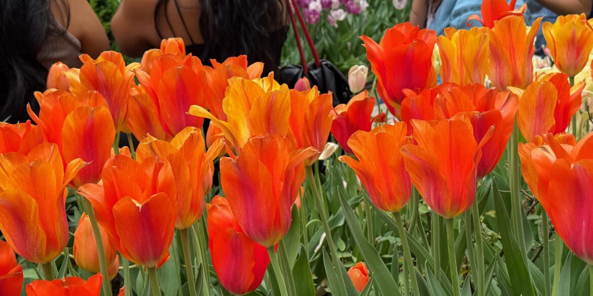 Tulips, Tulips, and More Tulips Are Blooming in the West Side Community Garden