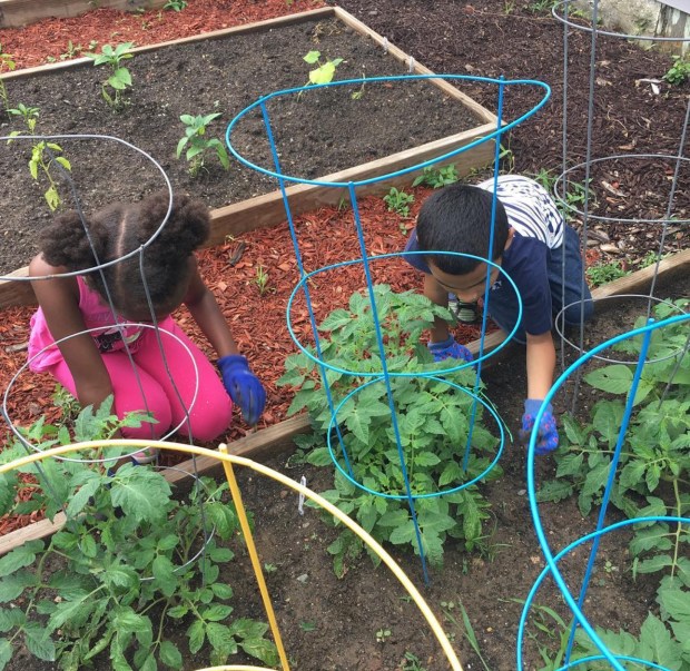 Gardeners of all ages help maintain garden plots through Mosaic's gardening program. (Courtesy of Mosaic Community Land Trust)