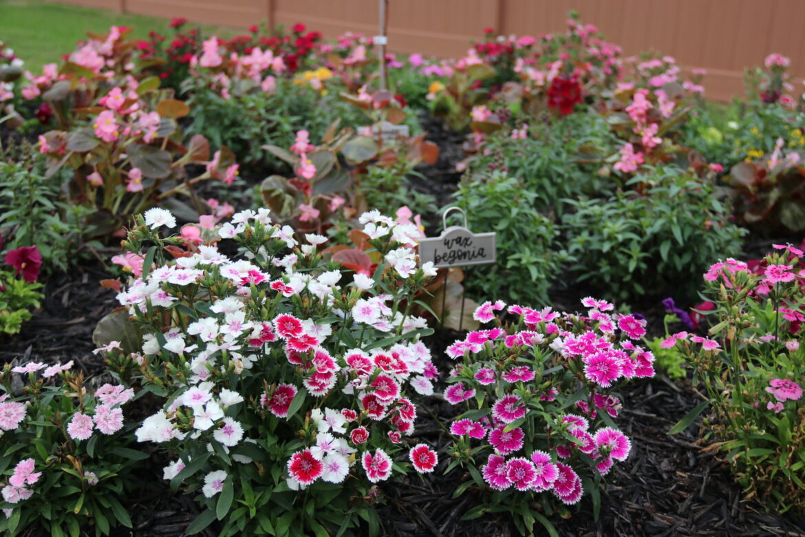 Trails & Trellises garden tour blooms with strong attendance in Minden – Minden Press-Herald