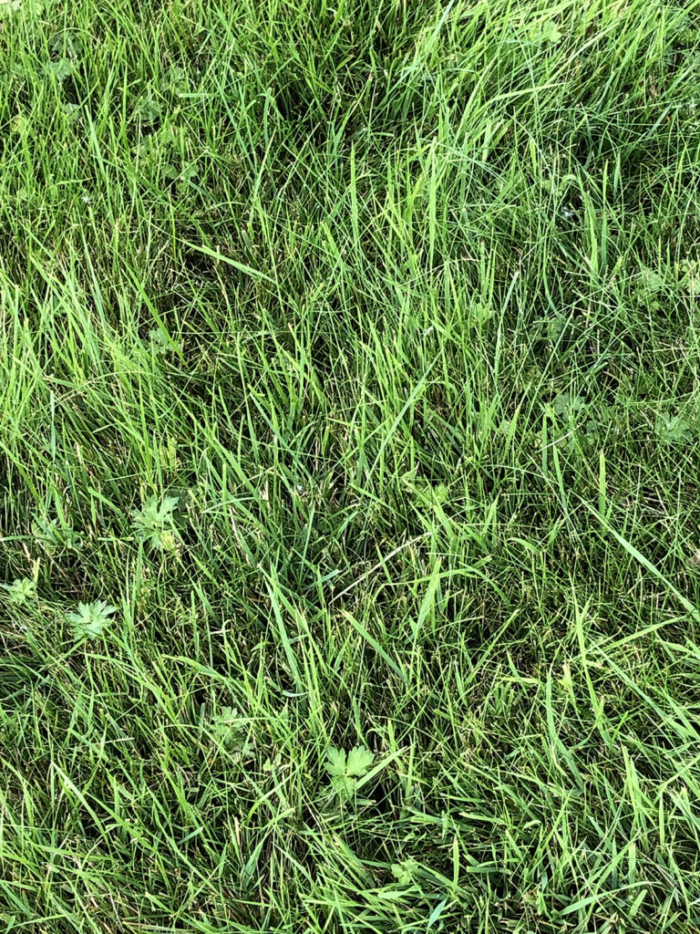 In the Garden: How to treat grubby lawns In the Garden: How to treat grubby lawns