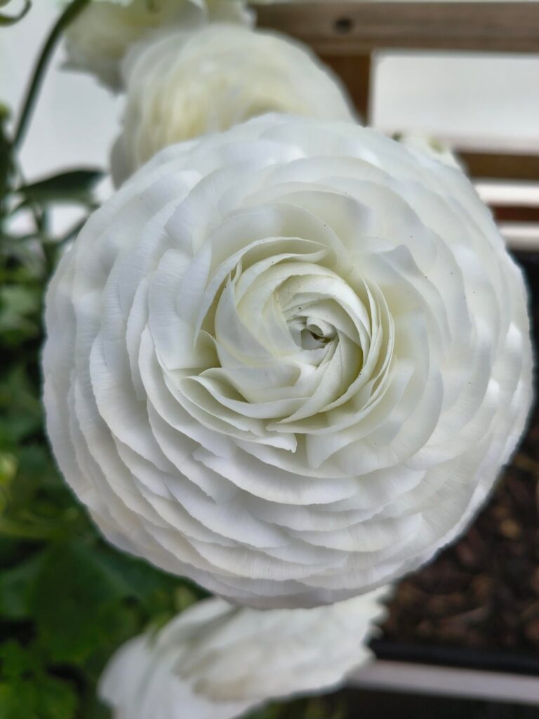 In awe of these beauties white Italian ranunculus
