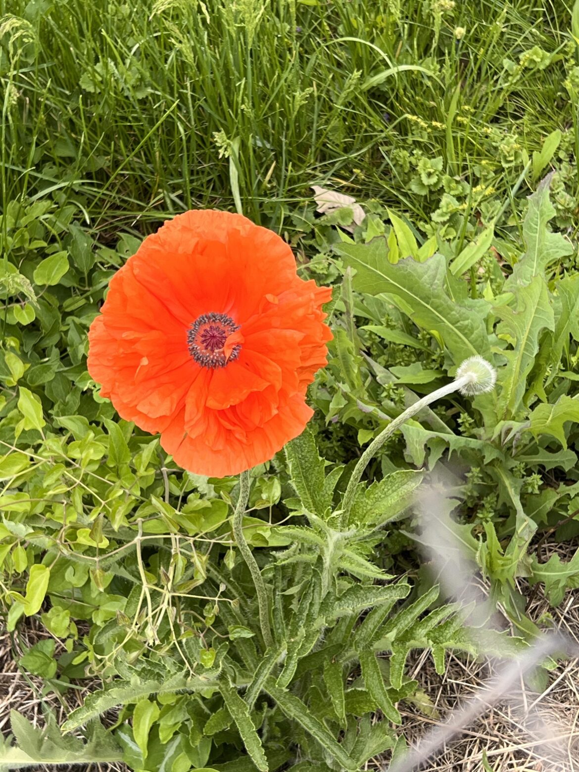Is this a poppy?