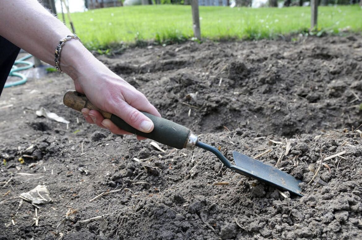 4-H Little Roots Garden Program invites kids to learn about gardening – Shaw Local 4-H Little Roots Garden Program invites kids to learn about gardening – Shaw Local