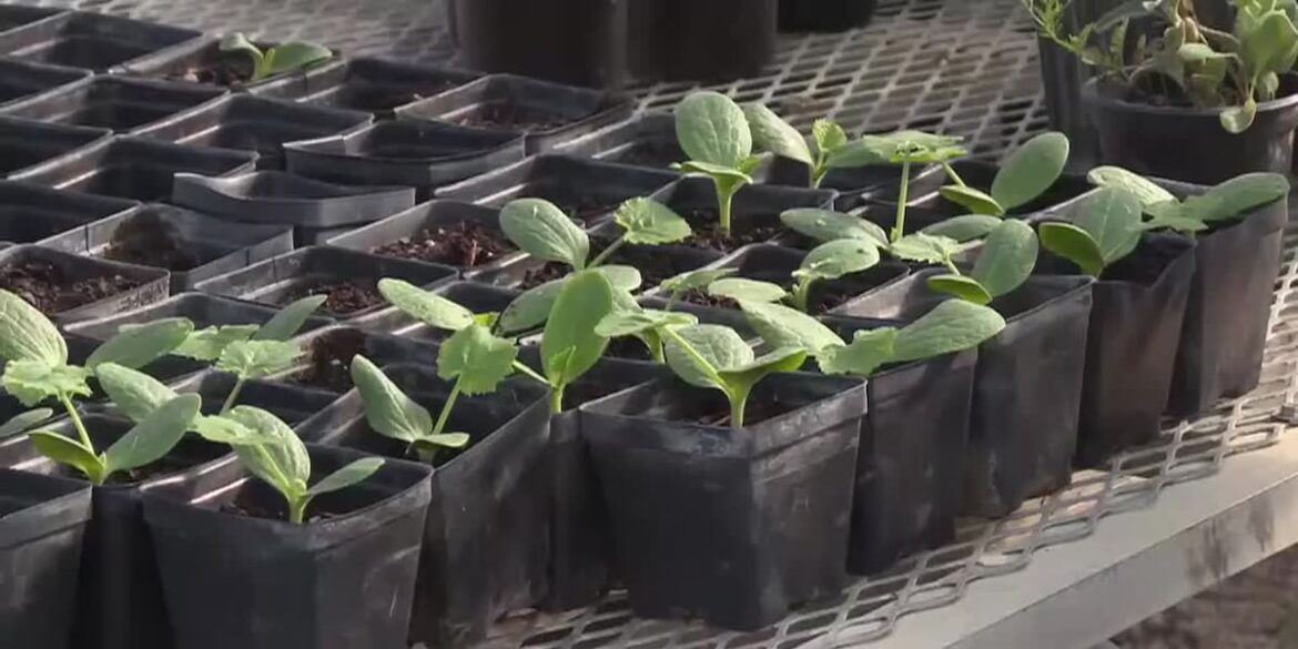 Laredo community garden uses 3D-printed hydroponic towers to grow fresh food