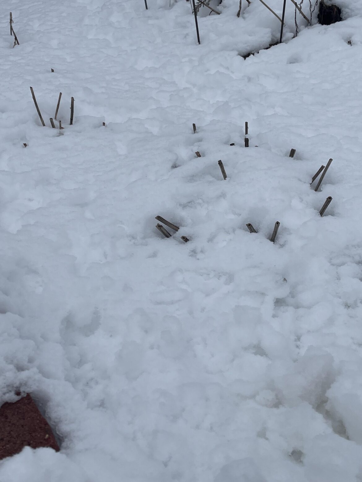 Just wanted to share how my Daisies are doing today