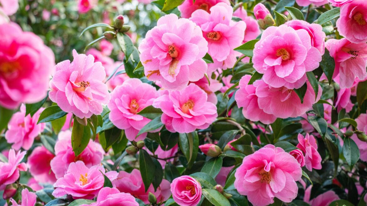 What to do with camellias in April