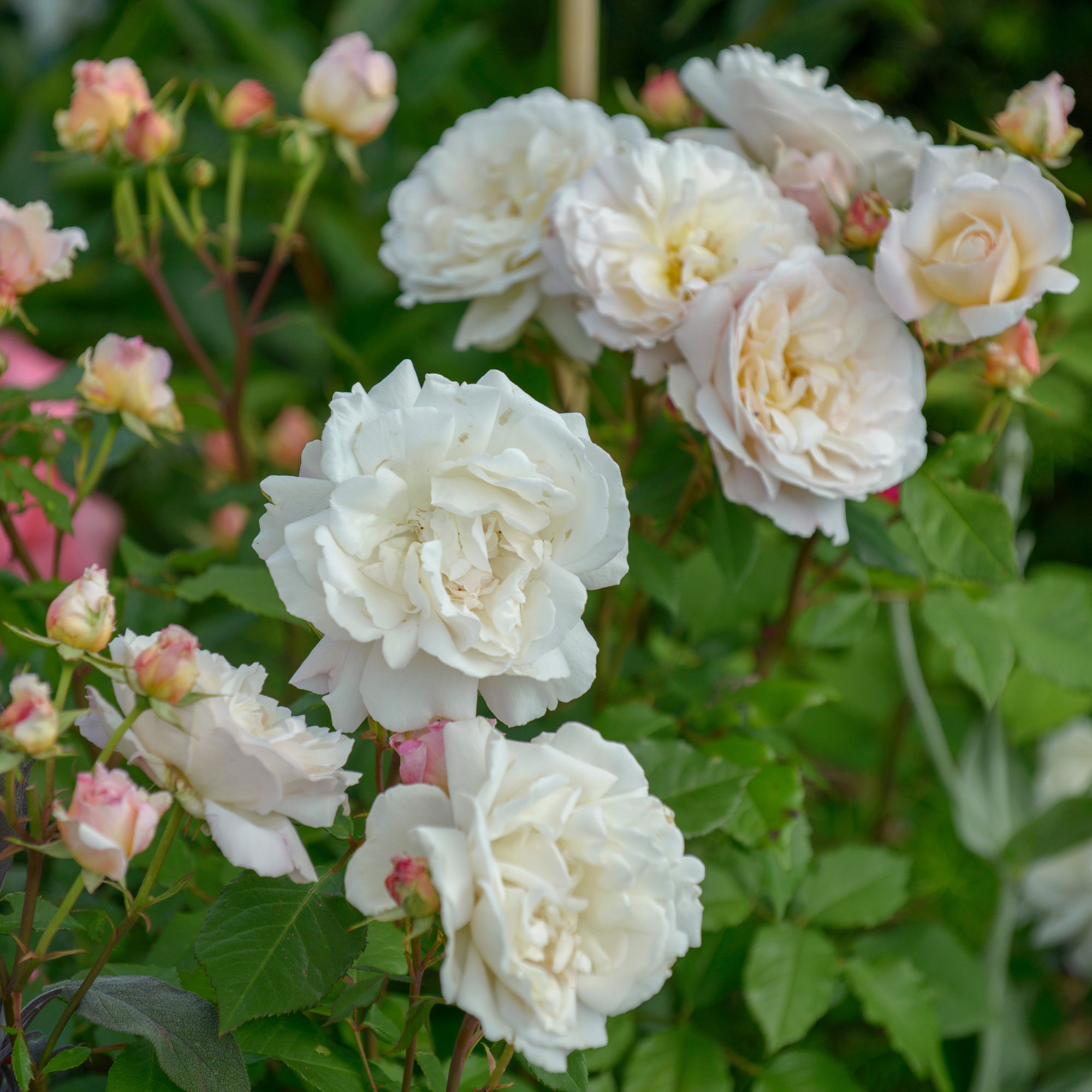 Closeup of cream roses growing on rose plant in garden