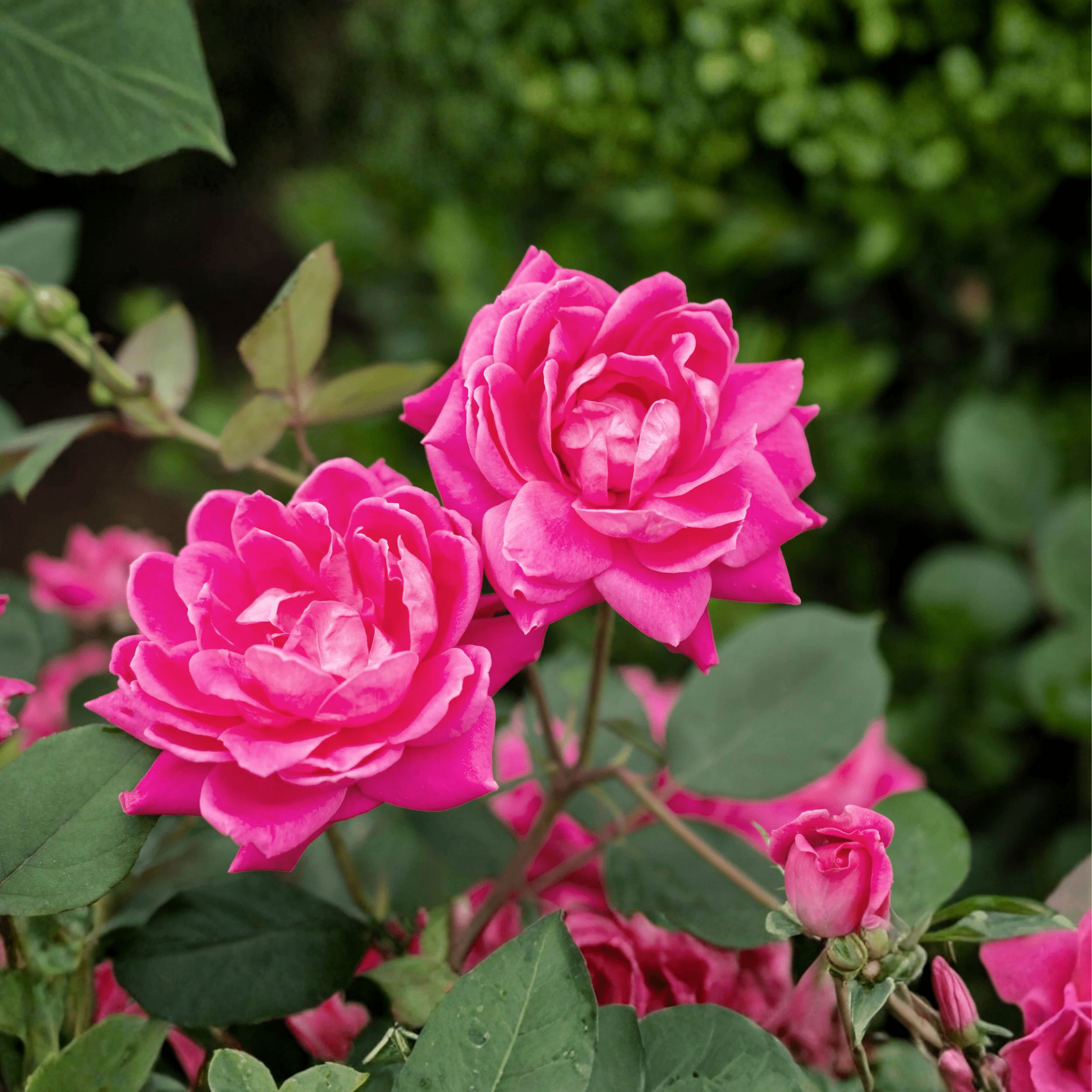 Pink Double Knock Out&reg; Shrub Rose