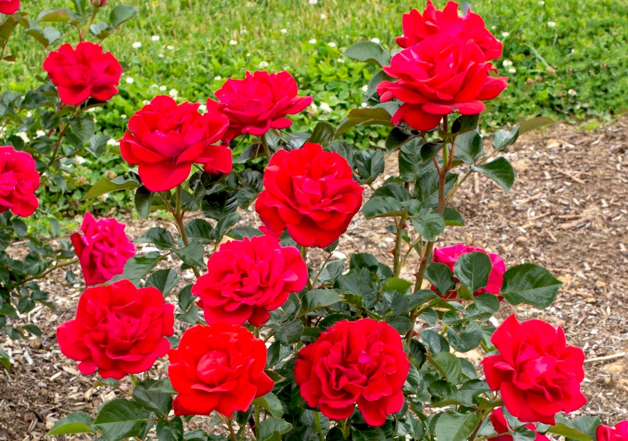 Rose Ruby Red