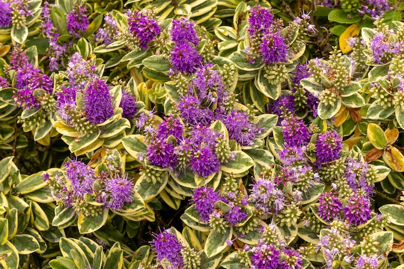 Veronica x franciscana's leathery leaves have a waxy cuticle that prevents salt damage and water loss. Photograph: Getty Images