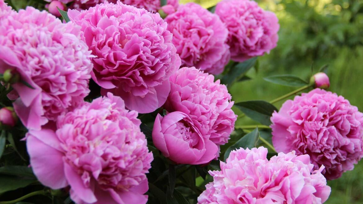 What to Do With Peonies in April for Bigger, Better Blooms pink peonies in garden
