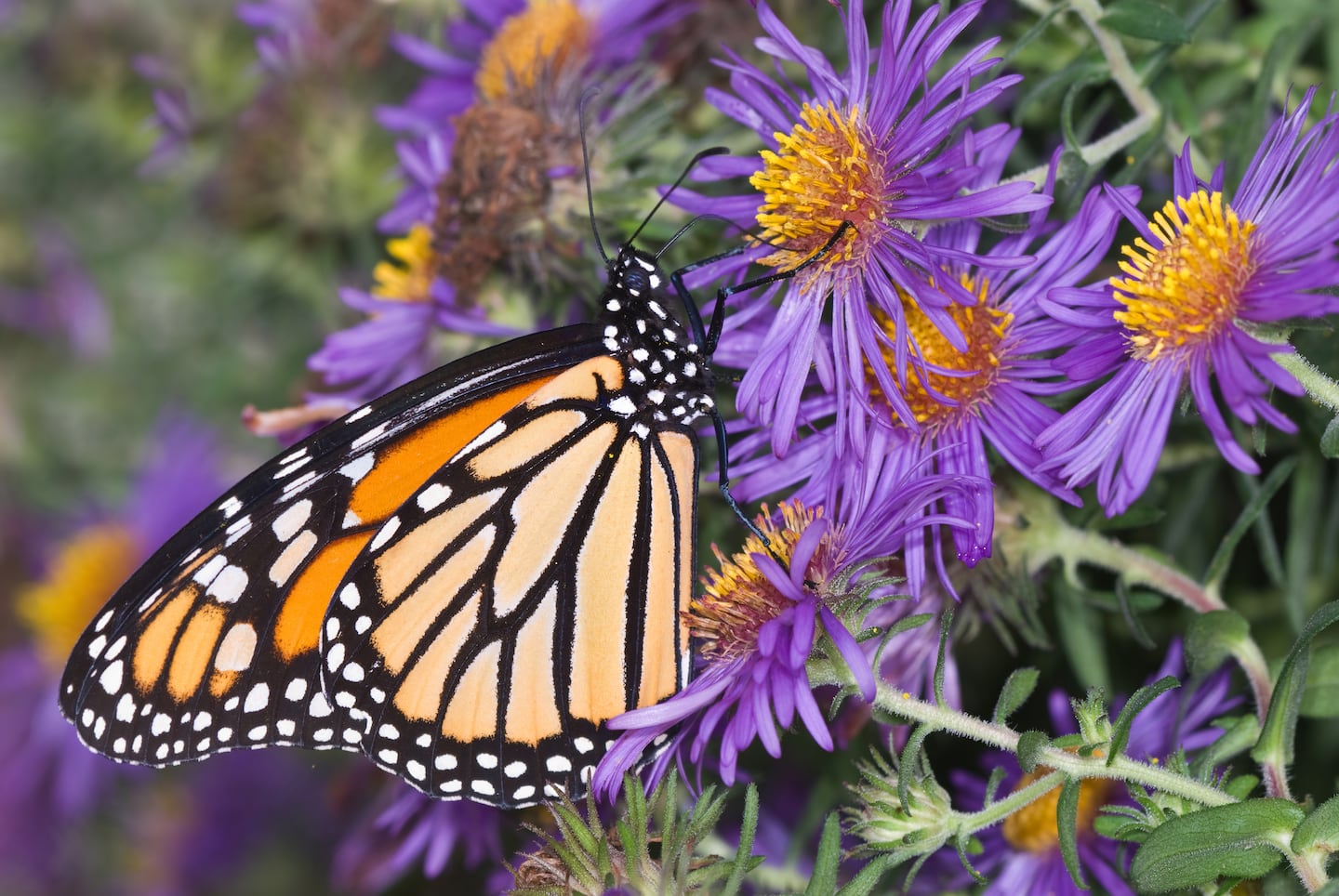 A monarch butterfly nectaring on New England aster.