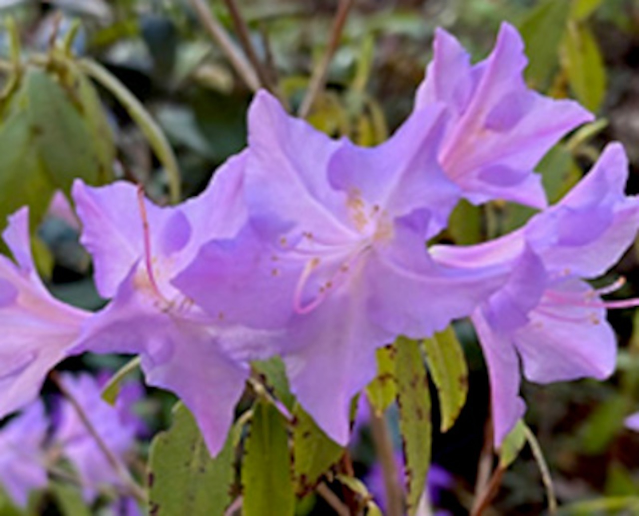 Rhododendron 'Mister Blue'