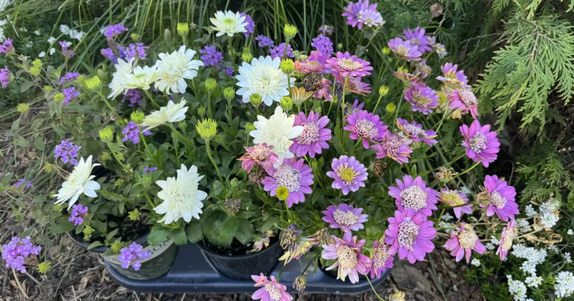 Planning for a Better Garden