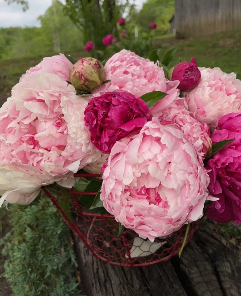 Last years peony blooms