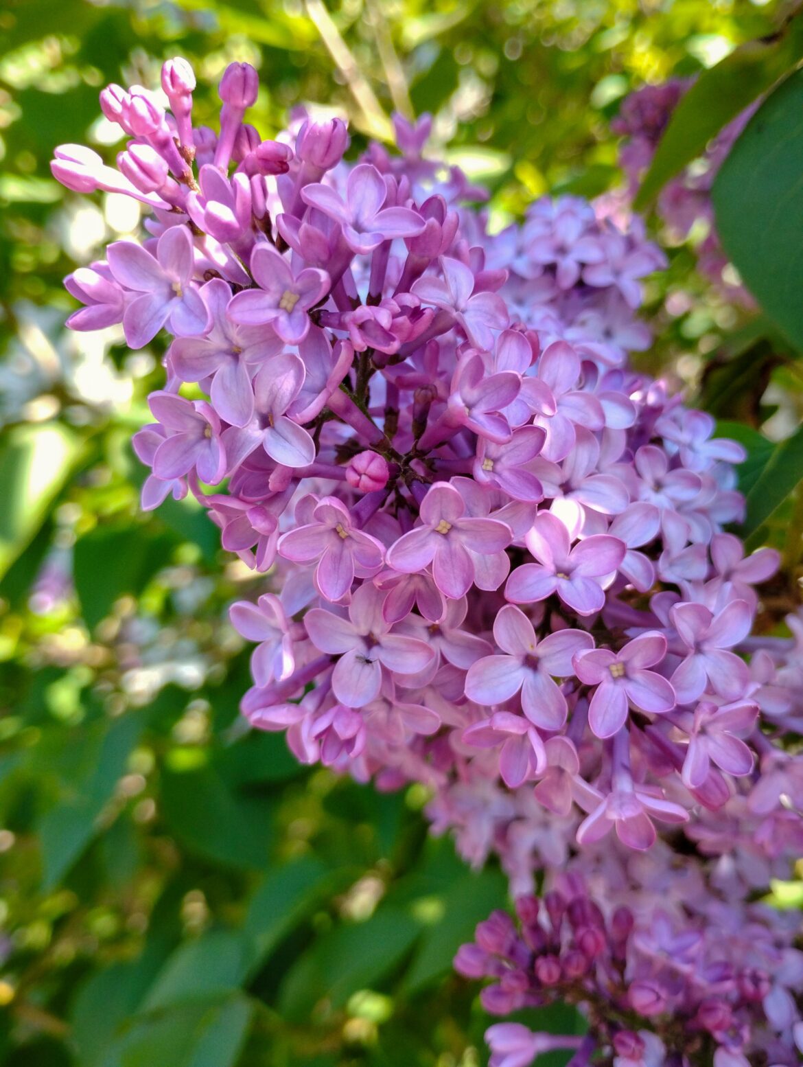 Lilac flower
