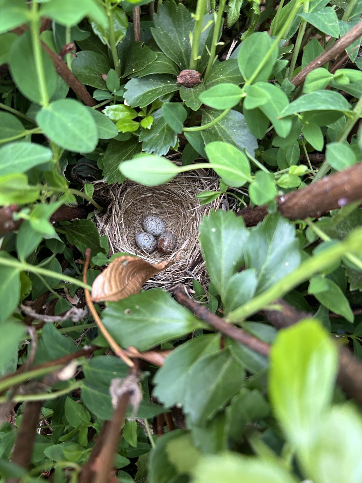 Look what my garden is growing 🥹