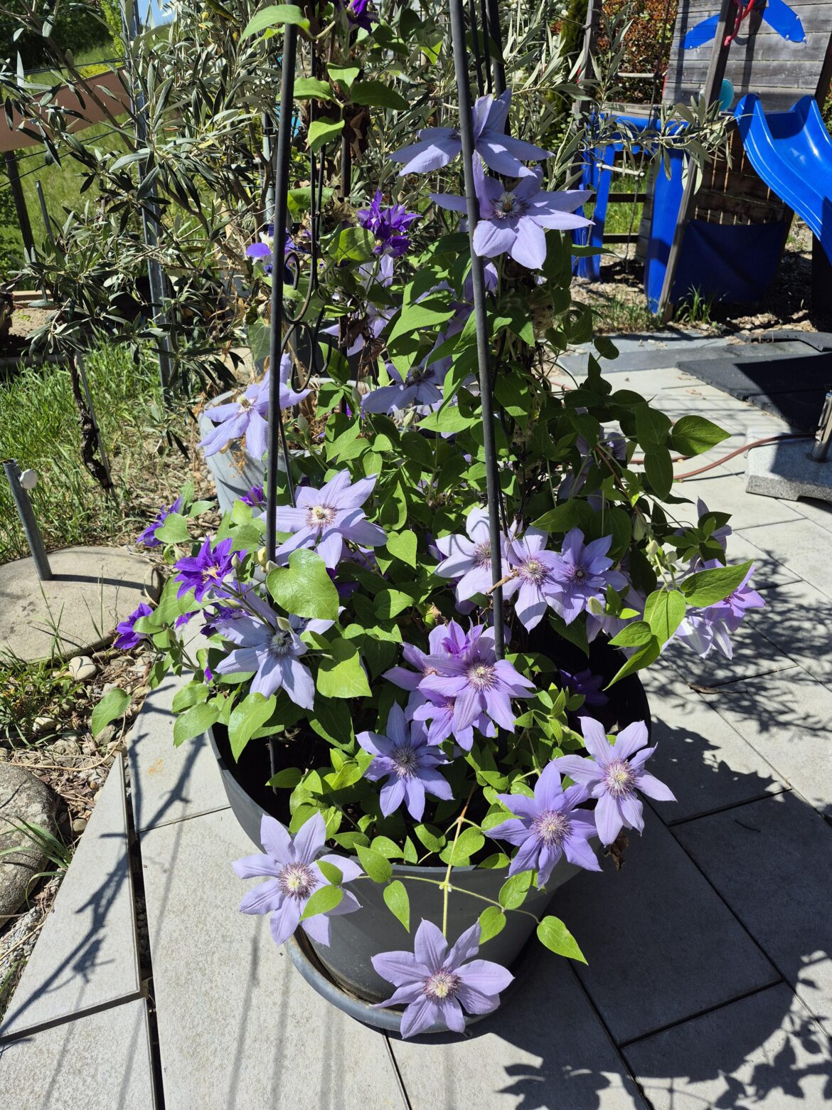 Love our Clematis
