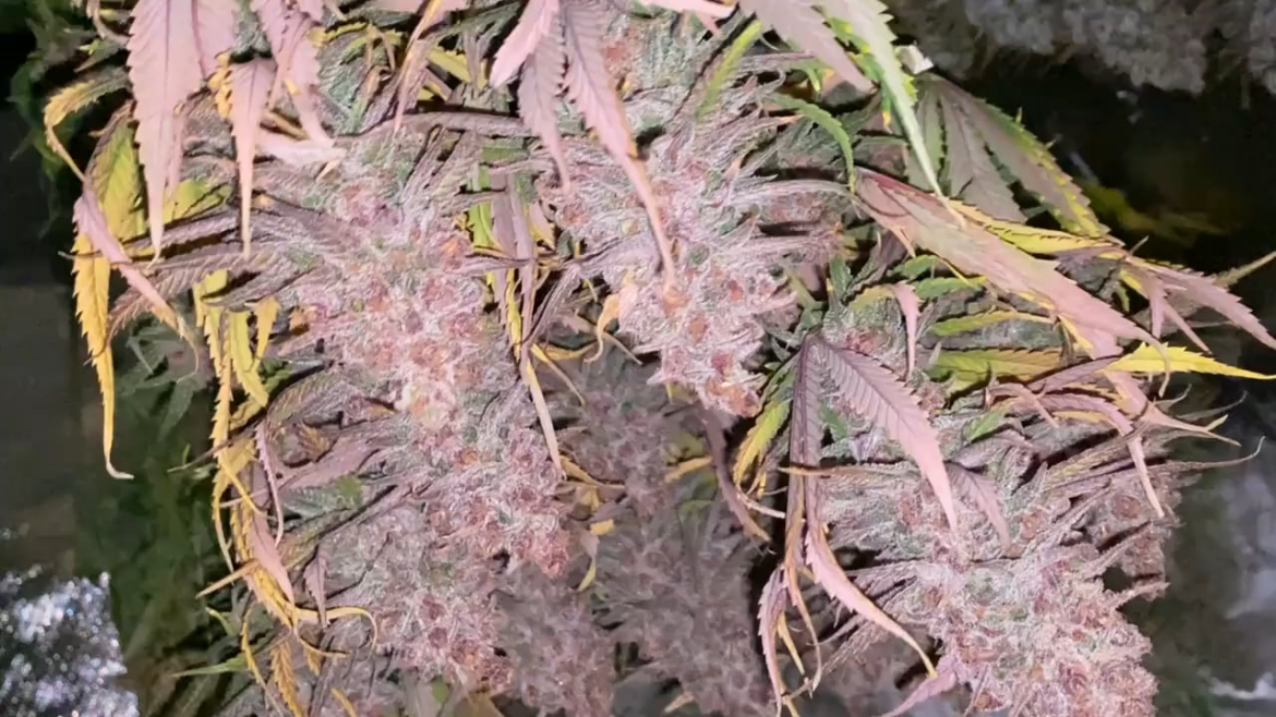 Found this old clip while scrolling… still one of my prettiest grows, Purple Juice Auto Found this old clip while scrolling… still one of my prettiest grows, Purple Juice Auto